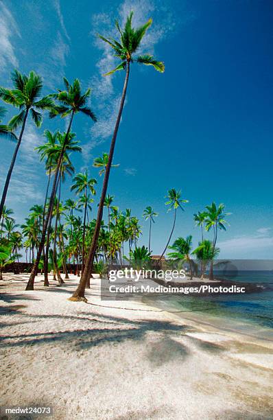 palm trees on beach in pu'uhonua honaunau national park big island of hawaii, hawaii, usa - national recreation area stock-fotos und bilder