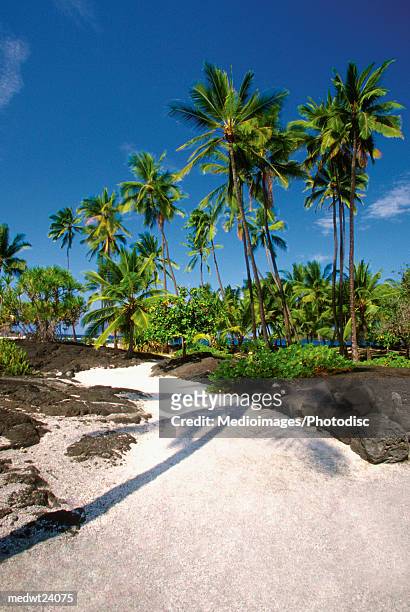 palm trees on beach in pu'uhonua honaunau national park big island of hawaii, hawaii, usa - national recreation area stock-fotos und bilder