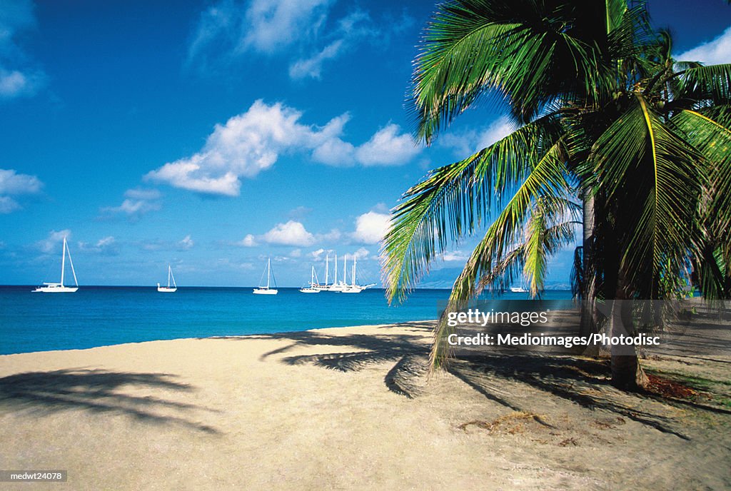Palm tree on Pinneys Beach with sailboats in the distance on Nevis, Caribbean