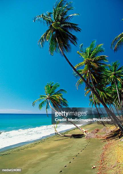 palm trees on pinfold bay beach on tobago, caribbean - 国立保養地 ストックフォトと画像