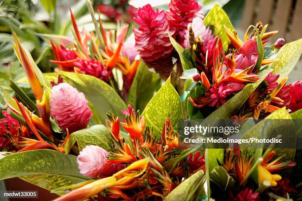 french polynesia, tahiti, papeete, close-up of a tropical flowers bouquet - tahiti flower stock pictures, royalty-free photos & images