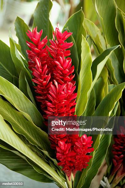 french polynesia, tahiti, papeete, close-up of tropical flowers and torch ginger - bastão do imperador imagens e fotografias de stock