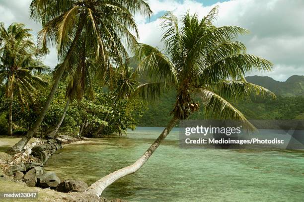 french polynesia, moorea, palm trees on a beach - swaying stock pictures, royalty-free photos & images
