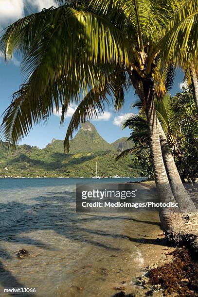 french polynesia, moorea, mount rotui, palm trees on a beach - swaying stock pictures, royalty-free photos & images