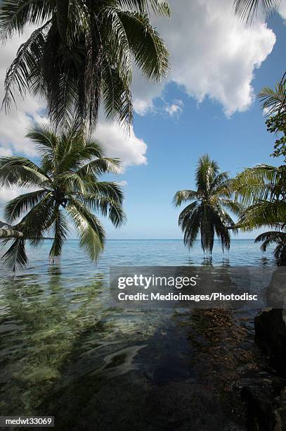 french polynesia, moorea, palm trees on a beach - swaying stock pictures, royalty-free photos & images