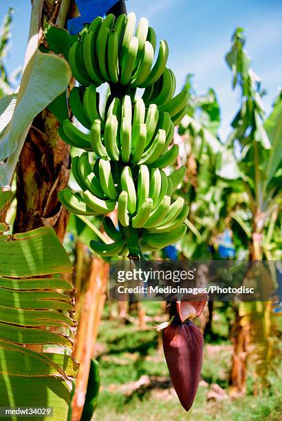 caribbean, saint lucia, cul de sac, banana trees in a farm - cul fotografías e imágenes de stock