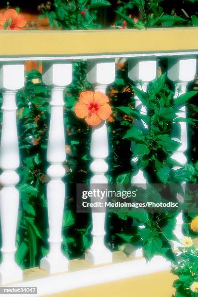 caribbean, guadeloupe, ile des saintes, hibiscus flower on a fence - ile stock pictures, royalty-free photos & images