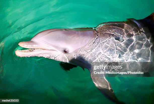 mexico, isla mujeres, bottle-nosed dolphin - isla mujeres bildbanksfoton och bilder