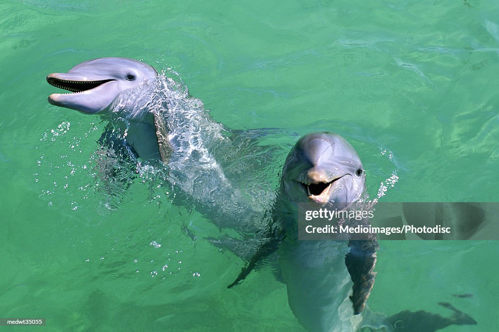 Mexico, Isla Mujeres, Bottle-nosed dolphins