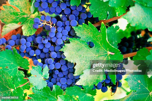 usa, california, napa valley, close-up of grape wines - napa county stock pictures, royalty-free photos & images