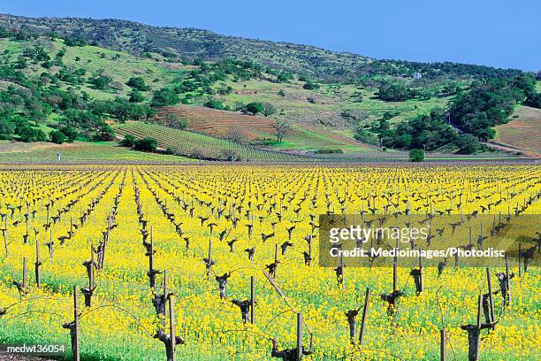 usa, california, napa valley, mustard plant growing in a vineyard - comté de la napa photos et images de collection