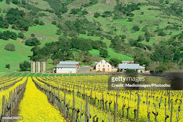 usa, california, napa valley, mustard plant growing in a vineyard - napa county stock pictures, royalty-free photos & images