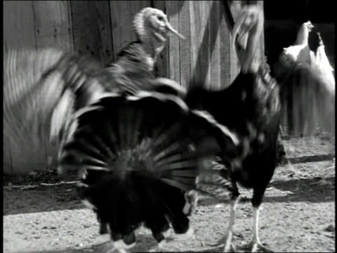 Two Turkeys Arguing 177 Turkeys Fighting Stock Videos, Footage, & 4K Video Clips - Getty Images