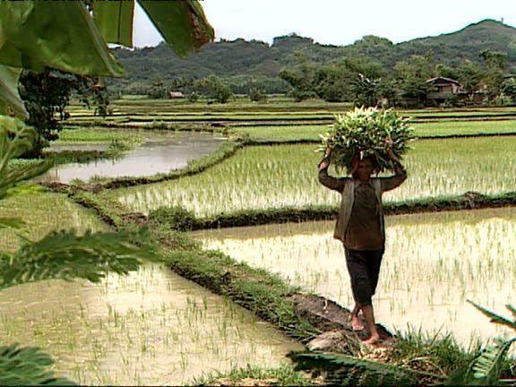 Phillipines Rural Farm 889 Philippine Farm Stock Videos, Footage, & 4K Video Clips - Getty Images