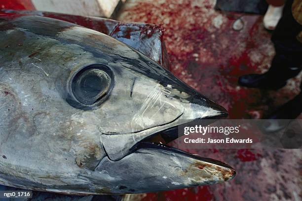 a captured southern bluefin tuna fish - tuna animal stock-fotos und bilder