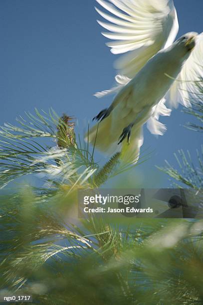 a little corella cockatoo takes flight from a pine tree - pinaceae stock pictures, royalty-free photos & images