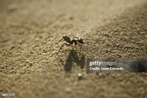 a long-legged dune ant creeps across the sand - hymenopteran insect stock pictures, royalty-free photos & images