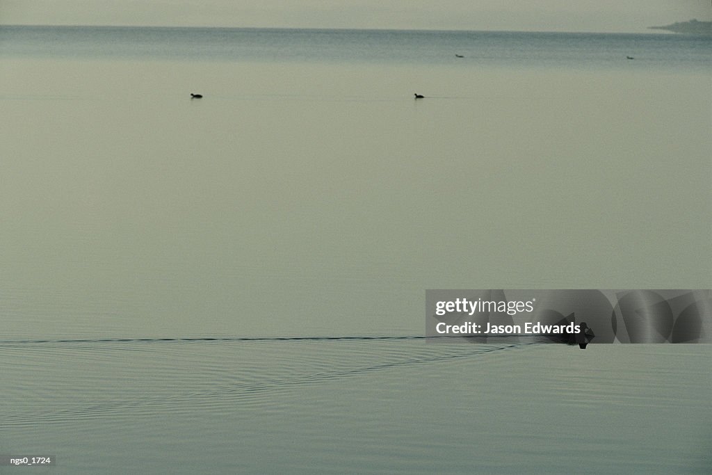 Eurasian coots slice through serene water