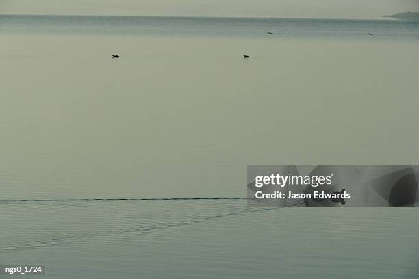 eurasian coots slice through serene water - moorhen stock pictures, royalty-free photos & images