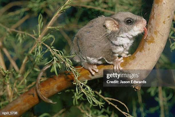 a feather-tail glider feeds on a tree branch - animal tongue stock pictures, royalty-free photos & images