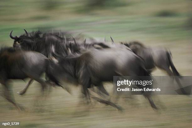 a group of wildebeests charge past the camera - toma panorámica fotografías e imágenes de stock