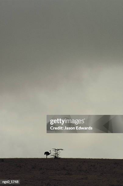 an ostrich stands on the distant horizon - flightless bird fotografías e imágenes de stock