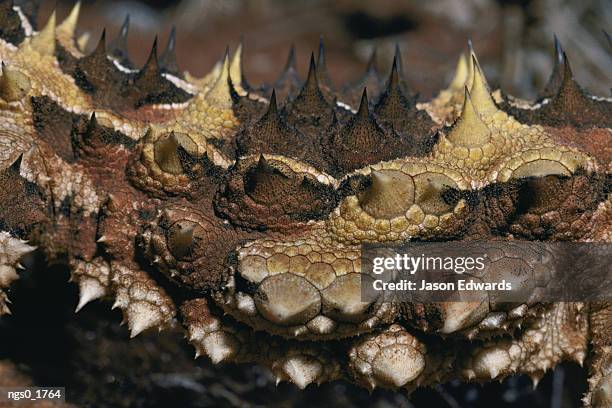 a close view of the jagged skin of a thorny devil lizard - diabo espinhoso imagens e fotografias de stock