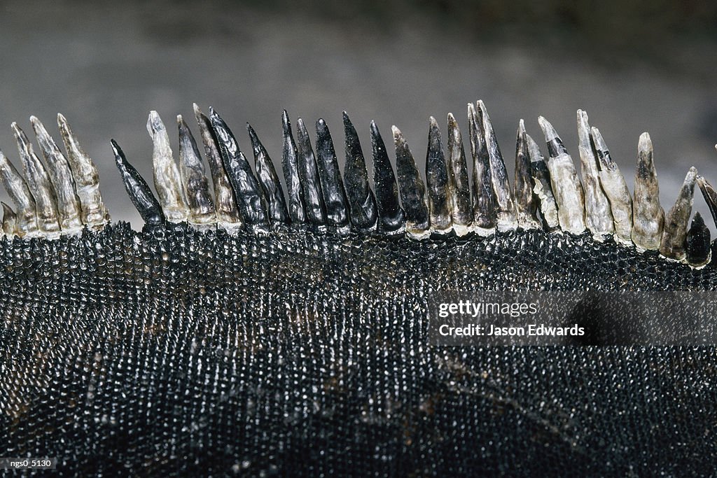 Close view of the scales of a marine iguana.