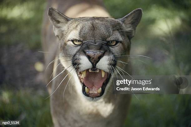 a mountain lion hisses at the camera. - snarling stock pictures, royalty-free photos & images