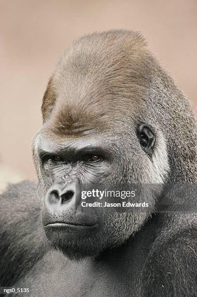 a portrait of a western lowland gorilla. - western lowland gorilla stockfoto's en -beelden