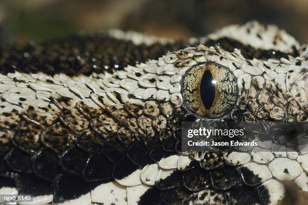 close view of the marble-like eye and patterned scales of a rhinoceros viper snake. - rhinoceros viper stock pictures, royalty-free photos & images