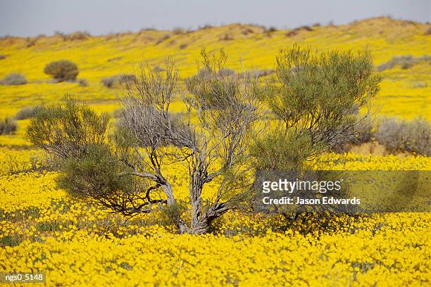 an old tree stands out in a sea of yellow flowers. - yellow sea fotografías e imágenes de stock