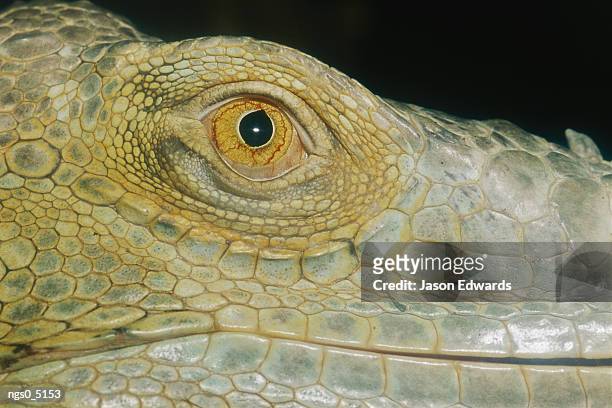 a close view of the eye of a green iguana. - iguana family stock-fotos und bilder