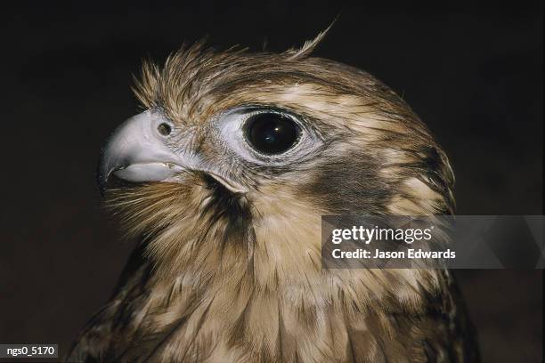 a close view of a brown falcon. - falcon foto e immagini stock