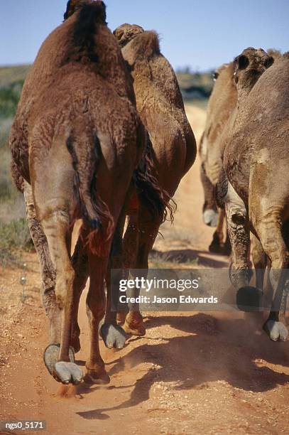 a group of dromedary camels run down a trail. - simpson desert stock-fotos und bilder