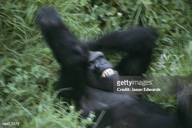 a western lowland gorilla plays in the grass. - western lowland gorilla stockfoto's en -beelden