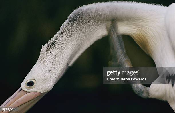 an australian pelican scratches its neck. - australian pelican stock pictures, royalty-free photos & images