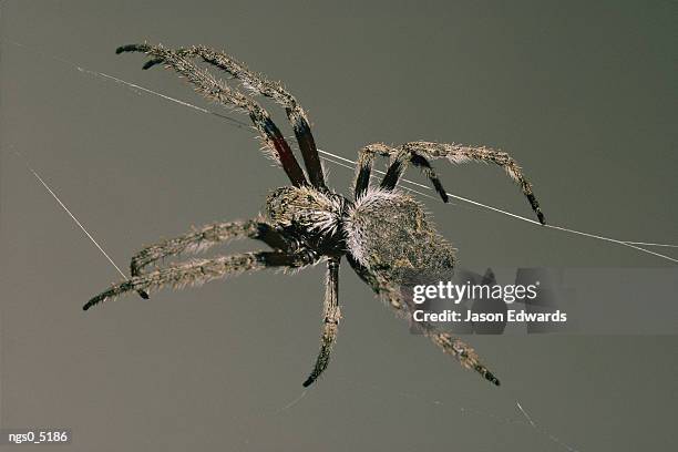 an orb spider spins its web. - arachnid stockfoto's en -beelden
