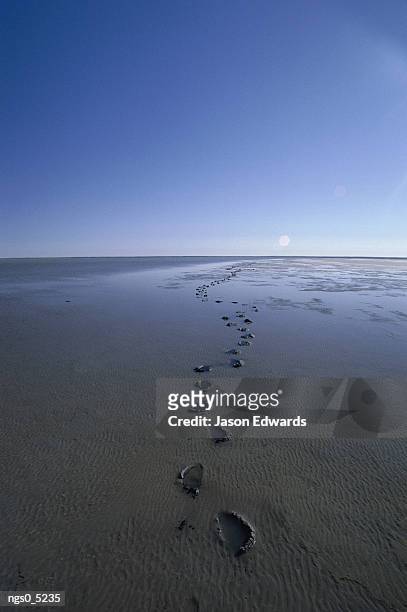 footprints in the mud move off toward the distant horizon. - distant imagens e fotografias de stock