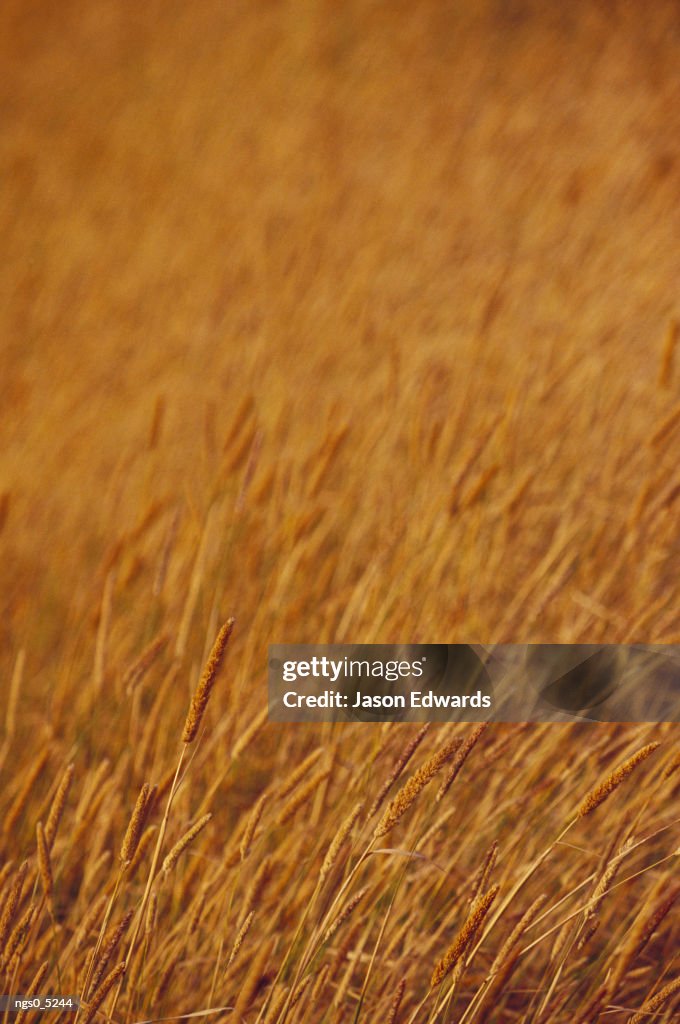 Golden grass in a field.