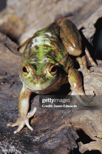 leopard frog - leopard frog stock pictures, royalty-free photos & images