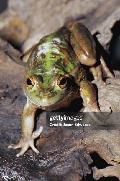 leopard frog - leopard frog bildbanksfoton och bilder