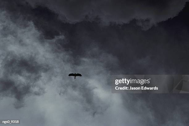 a turkey vulture soars high in the clouds - turkey vulture stock pictures, royalty-free photos & images