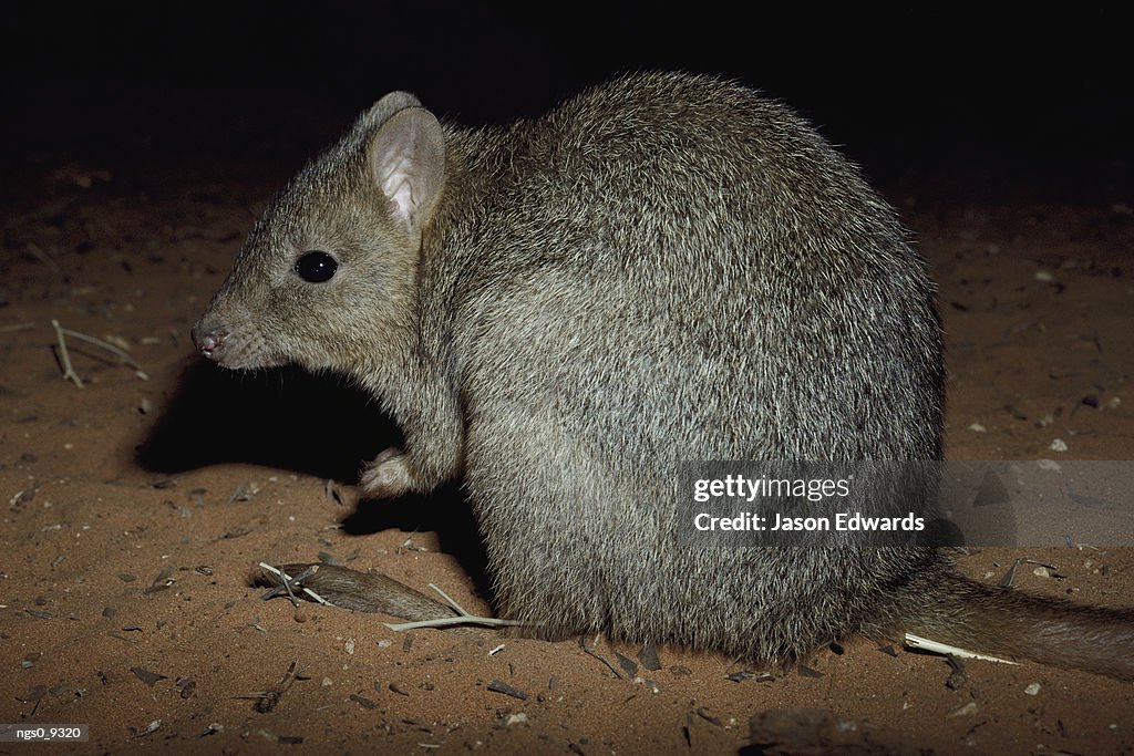 A brush-tailed bettong photographed at night