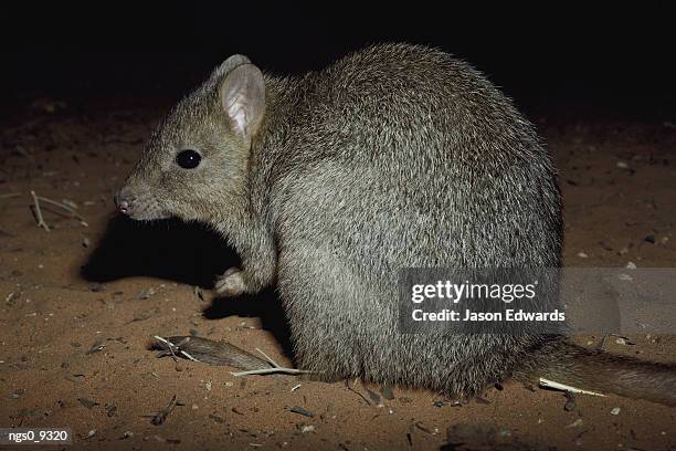 A Brushtailed Bettong Photographed At Night High-Res Stock Photo
