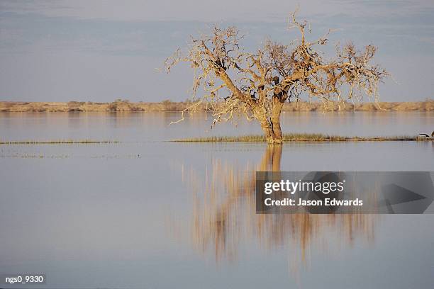 a tree is reflected on the lake surface by the light of the setting sun - coongie lakes stock pictures, royalty-free photos & images