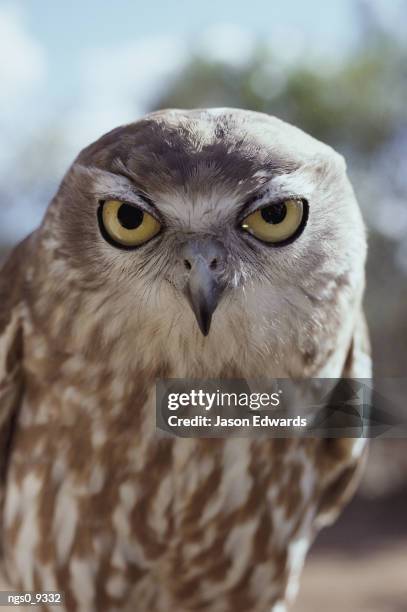 117 Winking Owl Stock Photos, High-Res Pictures, and Images