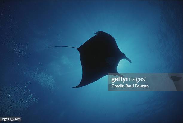 a manta ray silhouetted by sun rays filtered through water. - elasmobranch stockfoto's en -beelden