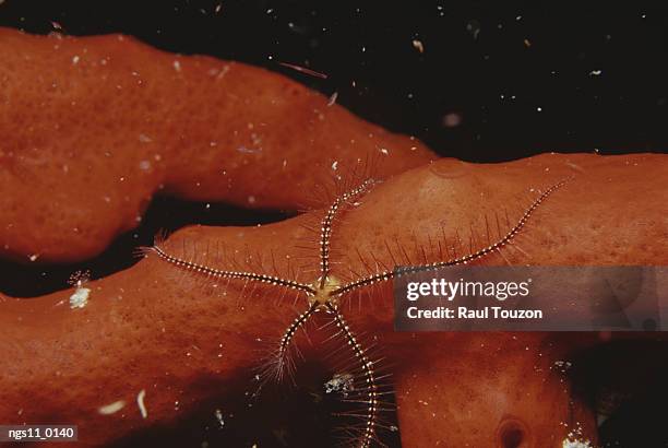 a brittle starfish crawls over a bright red sponge. - atlantic islands stock-fotos und bilder