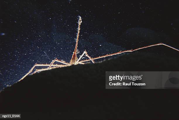 a shrimp crawls over rock in inky black water. - greater antilles stock-fotos und bilder